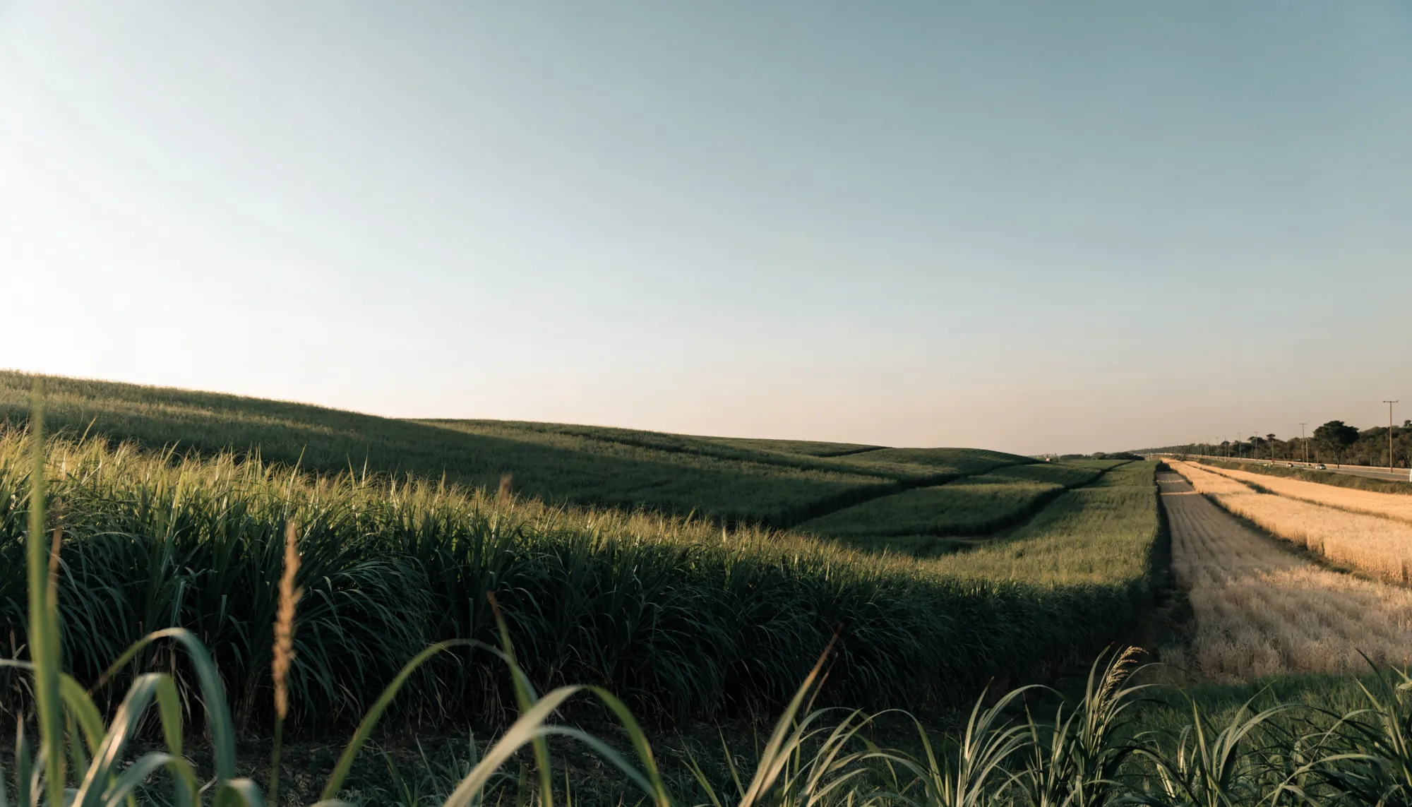 Brazilian sugarcane fields at golden hour beside a logistics corridor